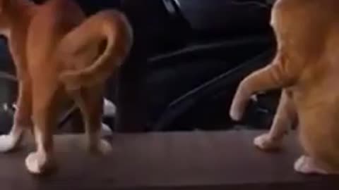 Funny dogs video