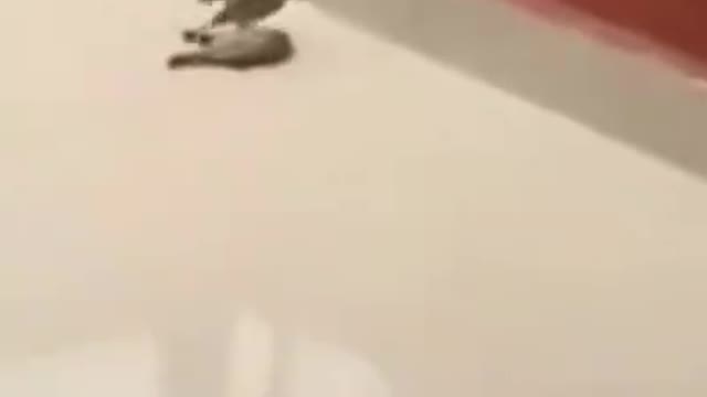 Bird saves his friend from fainting