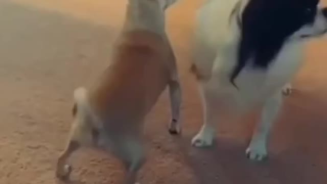 Fun edit 54 #shorts #funnyvideos