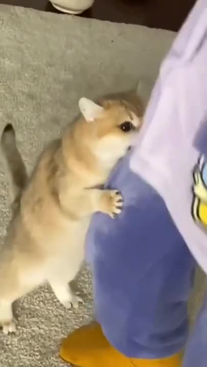 7.cute cat and funny cat shorts❤🥰