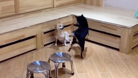 Cutest baby Funniest💗 Cute moment of the Animals