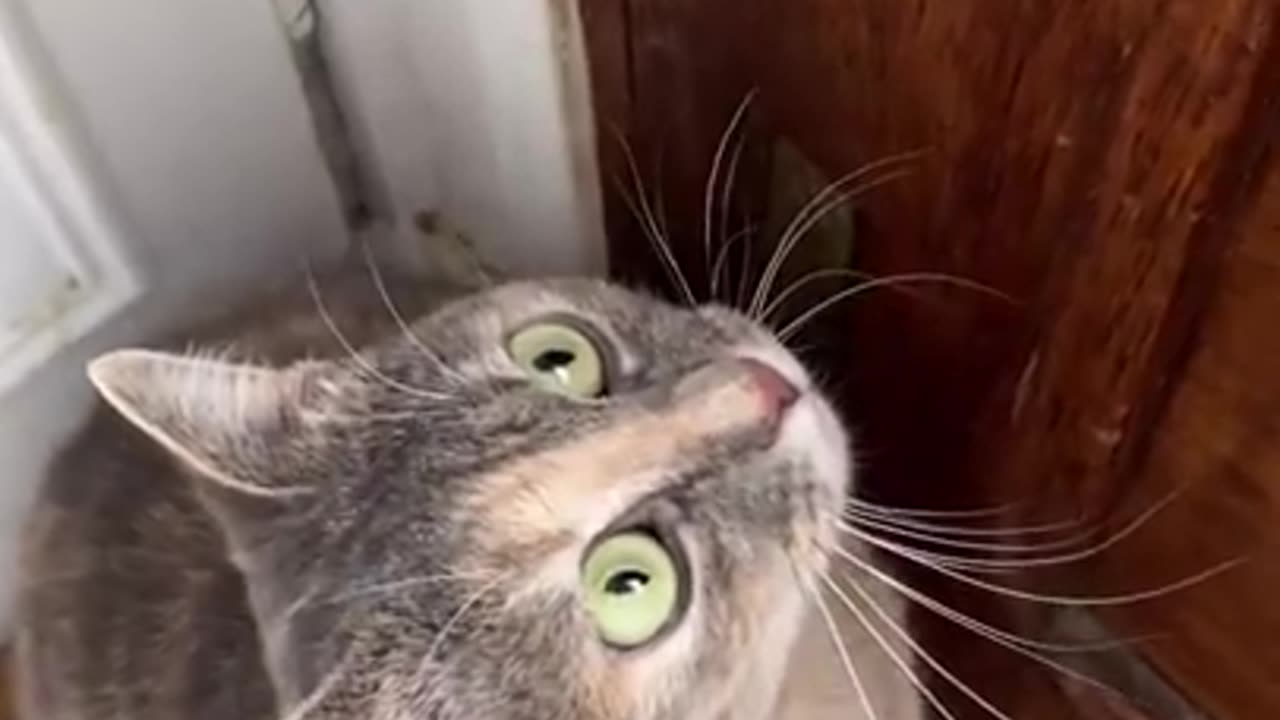 Sound that Attracts Cat.....