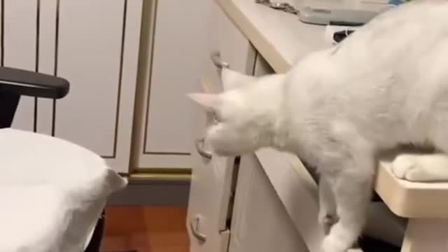 FUNNY ANIMALS VIDEOS TRY NOT TO LAUGH🤣|FUNNY CATS|FUNNY DOGS|CUTEST ANIMALS