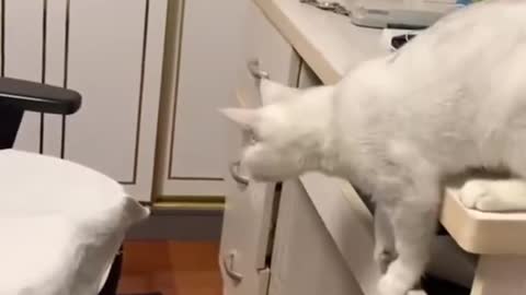 FUNNY ANIMALS VIDEOS TRY NOT TO LAUGH🤣|FUNNY CATS|FUNNY DOGS|CUTEST ANIMALS