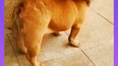 Dog vs tiger
