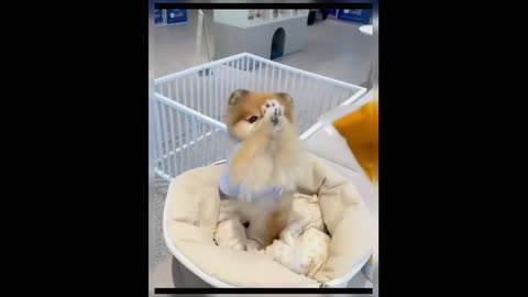 Aww, the puppy is so well-behaved and adorable.