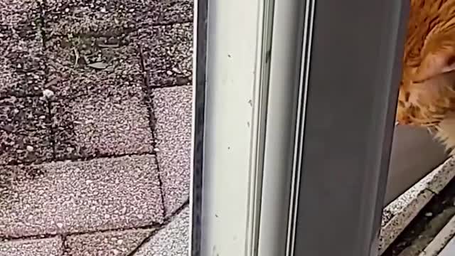 A Tale Of Two Kitties: A Love Story