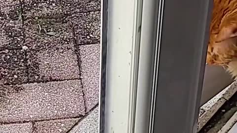 A Tale Of Two Kitties: A Love Story