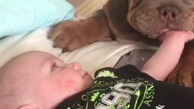 English Bulldog Plays With Four Month Old Infant