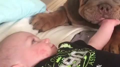 English Bulldog Plays With Four Month Old Infant