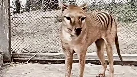 Last Footage of this Animals #Animals #last