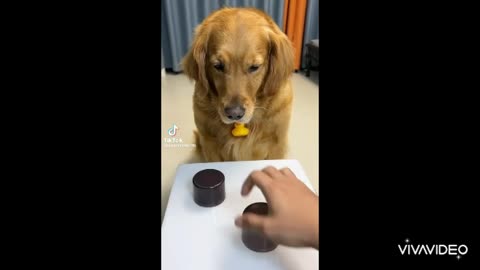 A dog shocked by his wrong bet
