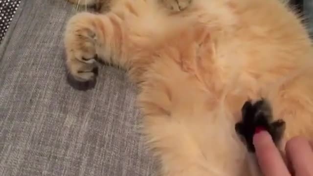 The sleeping big yellow cat
