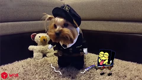 Funniest Animal videos 🤣🤣😆!!!