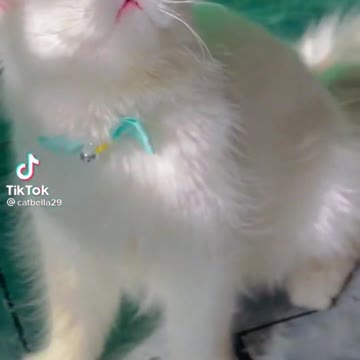 cute cats 🥰🥰🥰