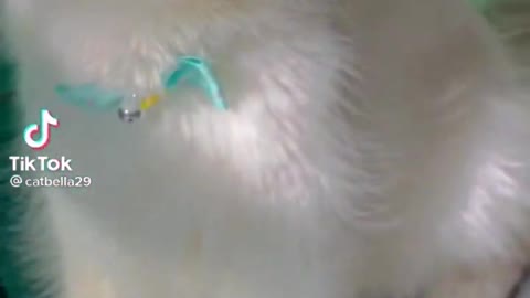 cute cats 🥰🥰🥰