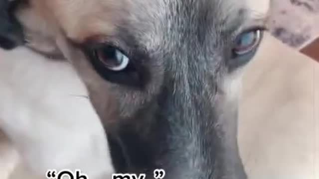 Dog isn't quite sure what to think of a new treat!