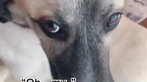 Dog isn't quite sure what to think of a new treat!