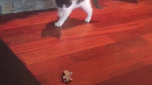 White kitty scared by toy car on side