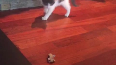 White kitty scared by toy car on side