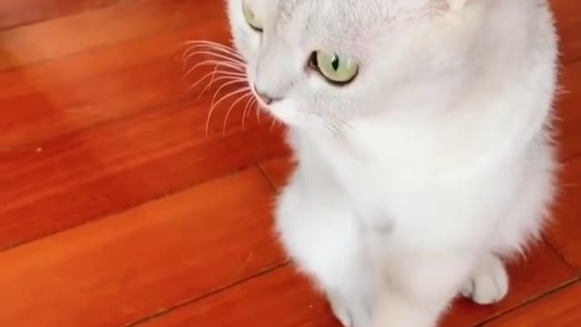 It's looking at the phone