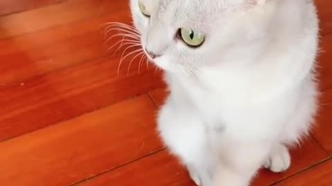 It's looking at the phone