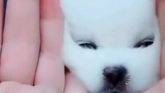 puppy funny video, puppy cute video