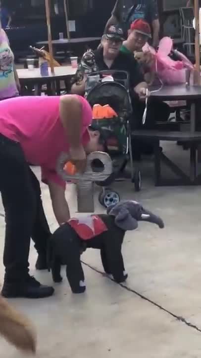 Baby Elephant Cute Performance