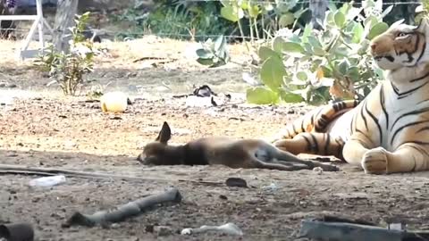 Funny Tiger Prank With Dog 🐶🐶