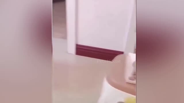 Dog Reaction to Cutting Cake 🤣 - Funny Dog Cake Reaction Compilation | Pets House 2021