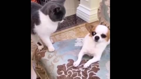 Funniest Cats And Dogs - Best Of The 2022 Funny Animal Videos.#15