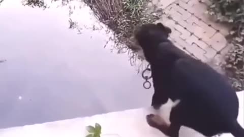 Animal funny clip