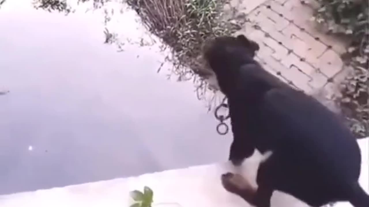 Animal funny clip