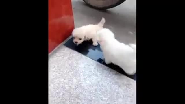 Cutest dpgs and puppies in the world 1