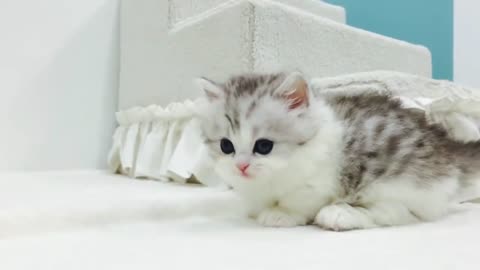 Cutest munchkin cat with short legs jumps from the stairs