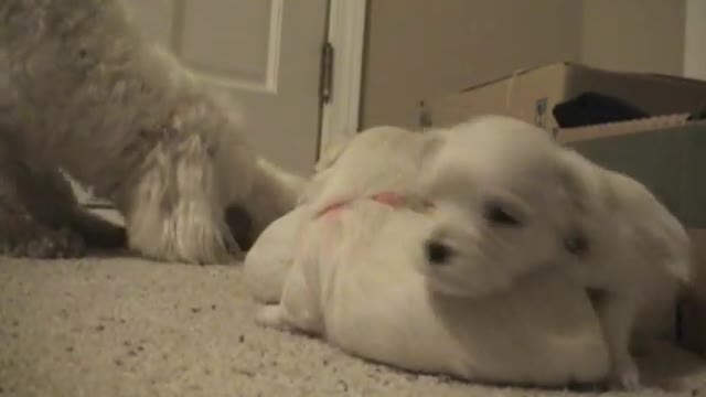 CUTE PUPPIES!!- 2 Weeks Old- Twitching and Eating Solid Food