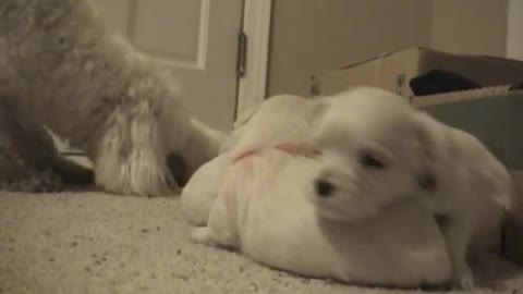 CUTE PUPPIES!!- 2 Weeks Old- Twitching and Eating Solid Food