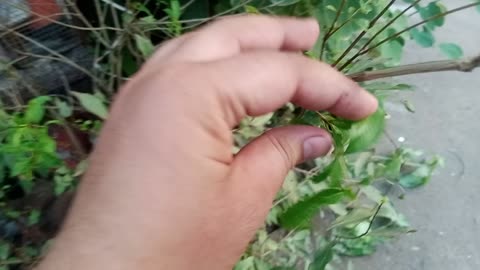 Pomegranate plant tree introduction l Pets and Gardening