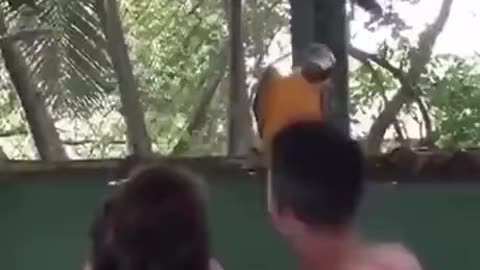 Dancing parrot