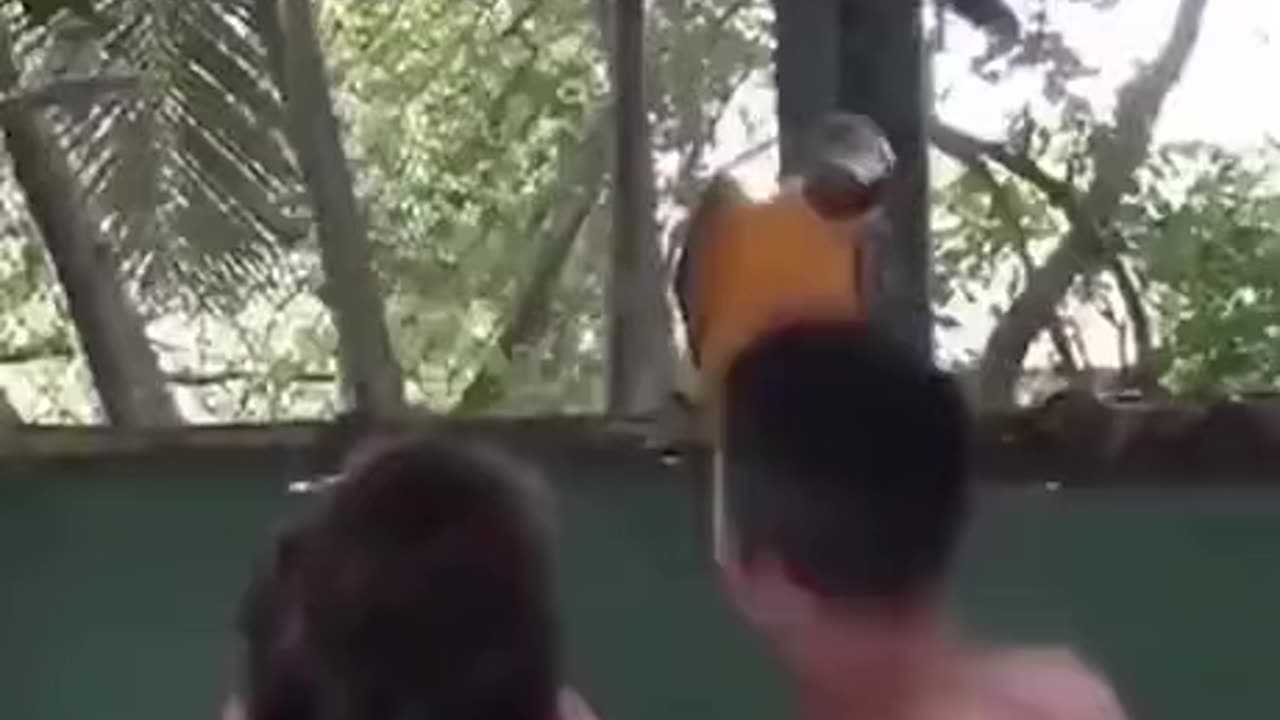 Dancing parrot