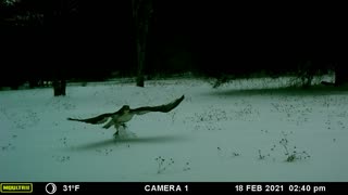 Hawk in Flight