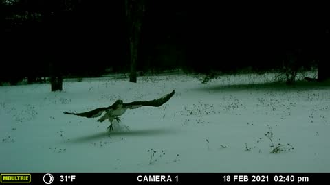 Hawk in Flight