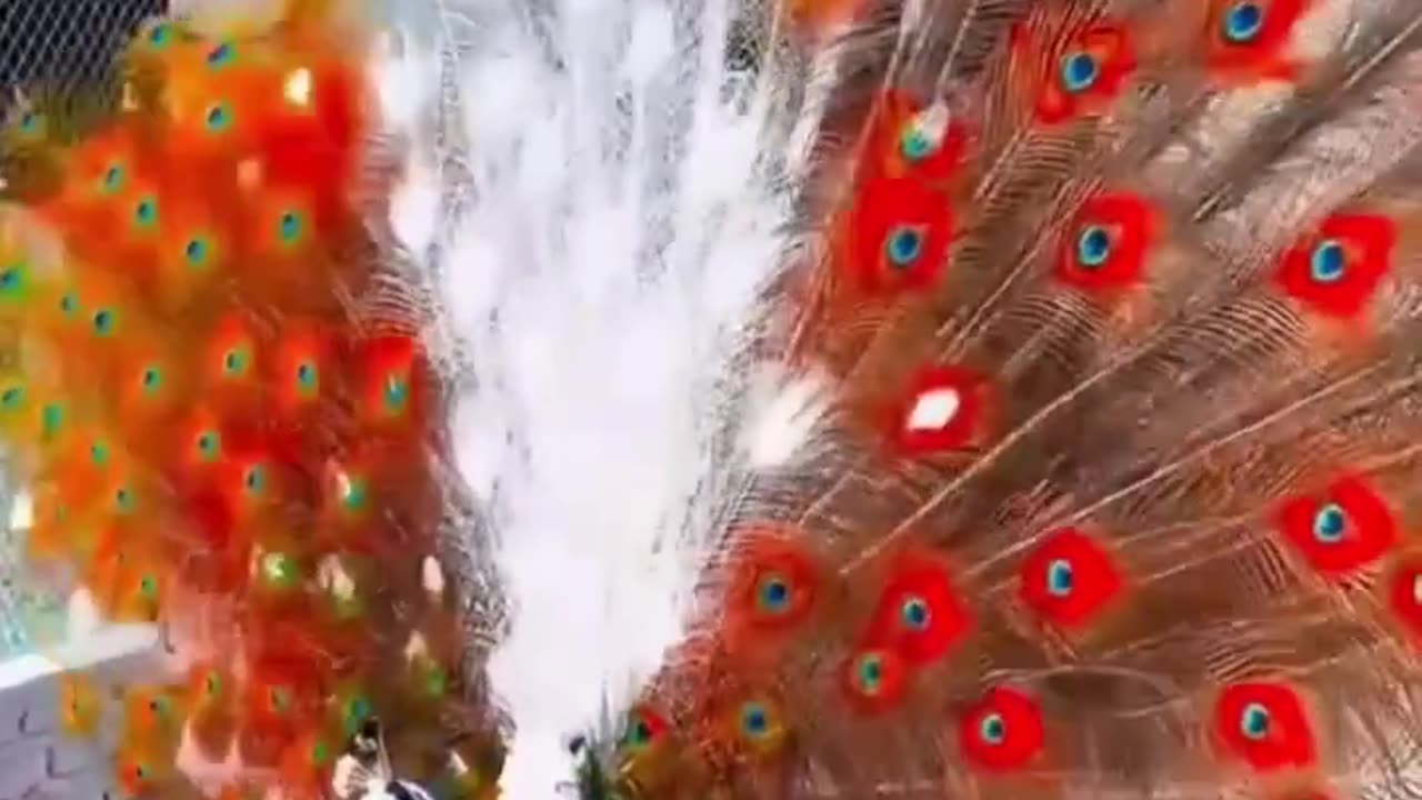 Peacock beauty dance