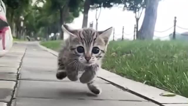 Funniest Cats 😹 - Don't try to hold back Laughter 😂 - Funny Cats Life