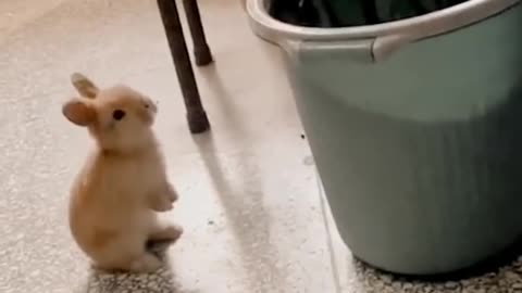 Funny cats and animals videos
