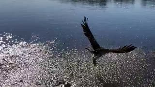 Catch and Release and Catch Again