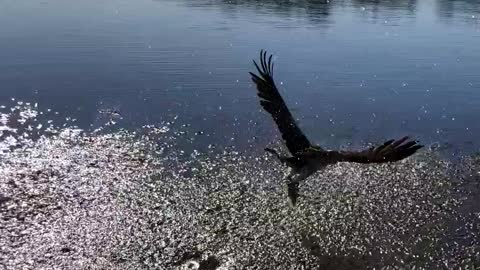 Catch and Release and Catch Again