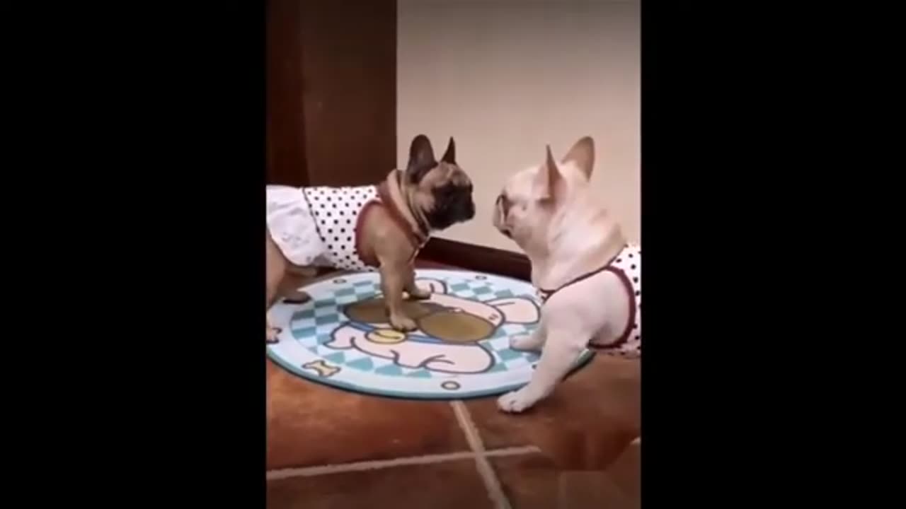 Compilation New Funniest Pet Videos 😹 You laugh You Lose 🤣