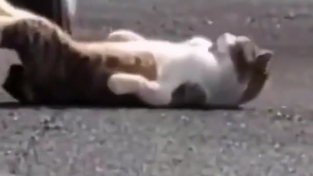 cat # animal sperm # funny cat # cat