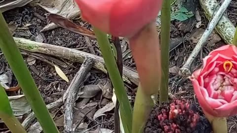 Olha essa planta